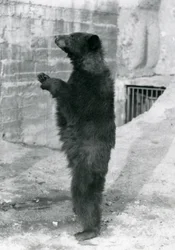 Un ours noir debout dans son enclos, sur les terrasses Mappin, au zoo de Londres en 1921